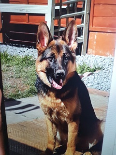 Lexi - West Midlands